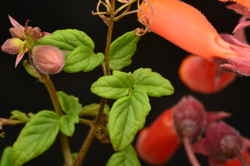 Eccremocarpus scaber, photograph 3