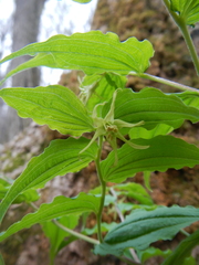 Prosartes lanuginosa
