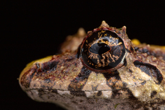 Pristimantis muricatus