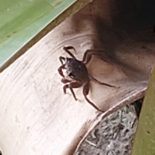 Armases angustipes