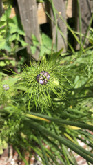 Nigella damascena