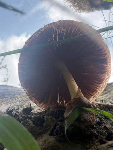 Silky Rosegill