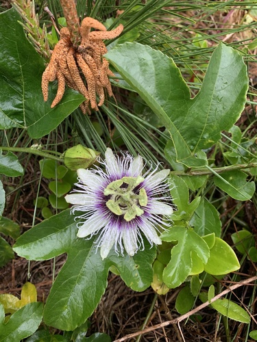 common passionfruit