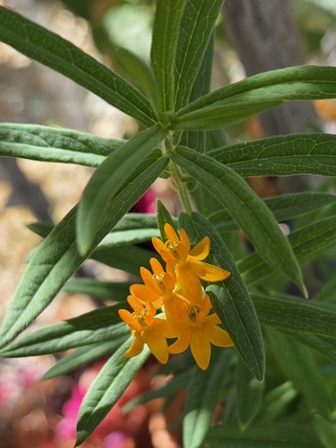butterfly milkweed