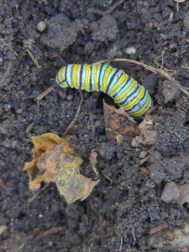 Monarch