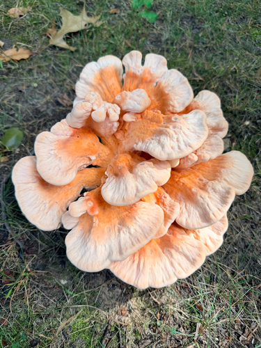 White-pored Chicken of the Woods