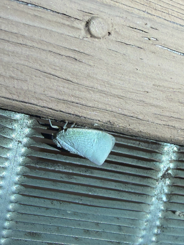 Northern Flatid Planthopper