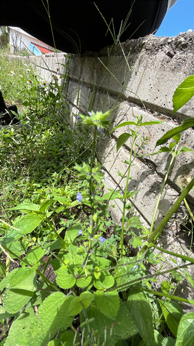 Salvia tiliifolia, photograph 3