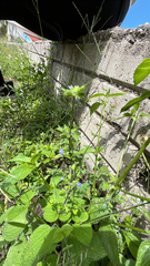 Salvia tiliifolia, photograph author not stated, no rights reserved