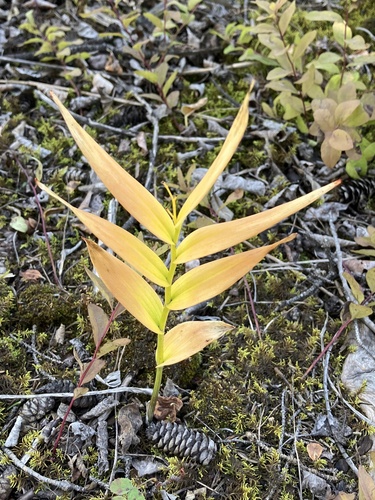 star-flowered lily-of-the-valley