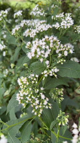 white snakeroot
