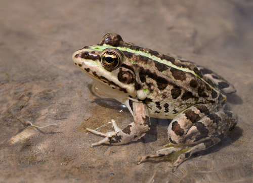 Pelophylax saharicus (Boulenger, 1913)