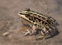 Sahara Frog photo 1