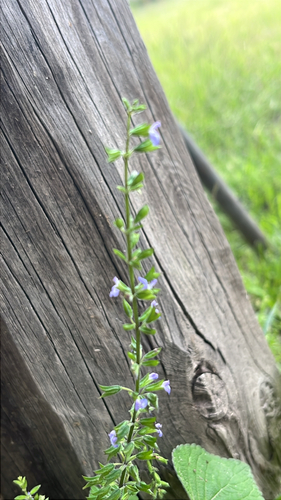 Salvia tiliifolia, photograph 2
