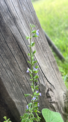 Salvia tiliifolia, photograph author not stated, no rights reserved