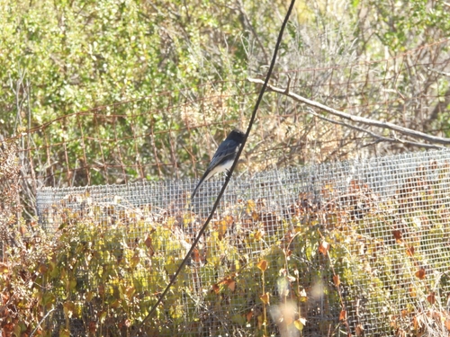 Black Phoebe seen in Sonoma Valley