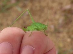 Phaneroptera