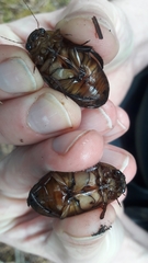 Dytiscus cordieri