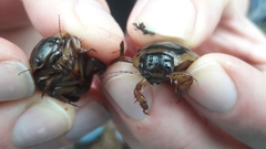 Dytiscus cordieri