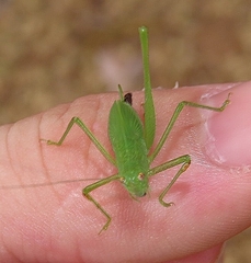 Phaneroptera