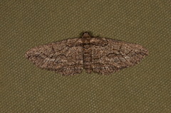 Ectropis plectroneura