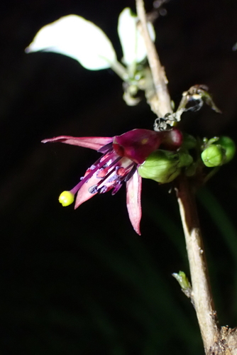 Fuchsia excorticata, photograph 3