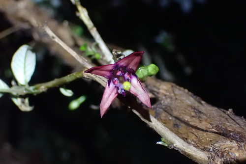 Fuchsia excorticata, photograph 4