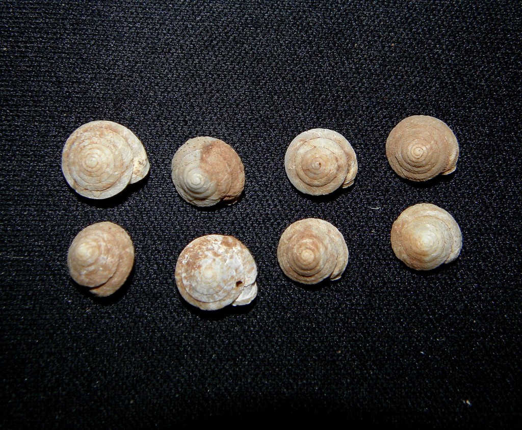 Discula