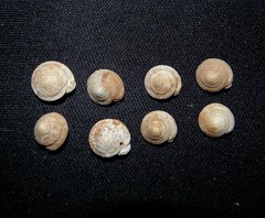 Discula calcigena
