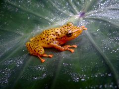 Pristimantis ornatissimus