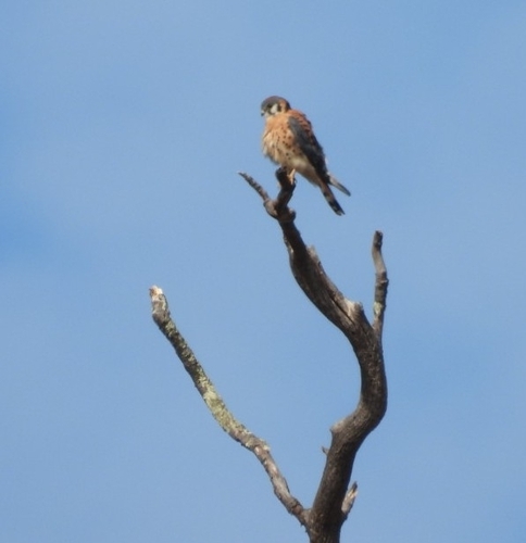 American Kestrel seen in Sonoma Valley