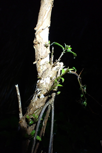Fuchsia excorticata, photograph 5