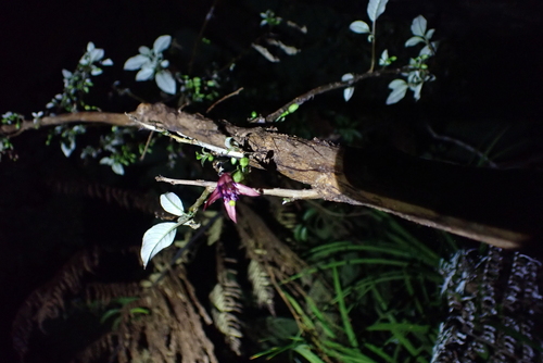 Fuchsia excorticata, photograph 6