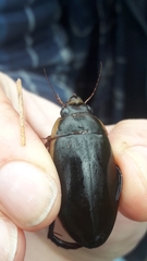 Dytiscus cordieri