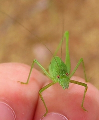Phaneroptera