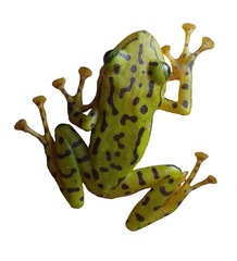 Pristimantis ornatissimus