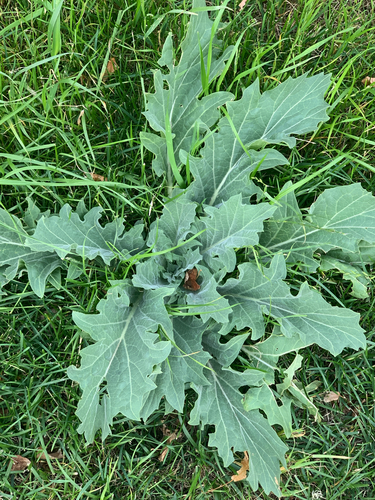 Наблюдение на iNaturalist