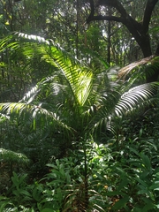 Arecaceae