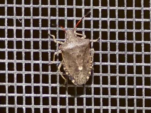 Dusky Stink Bug