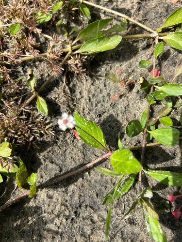 Phyla lanceolata, photograph 5