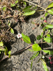 Phyla lanceolata, photograph author not stated, no rights reserved
