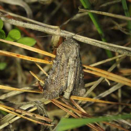 Flounced Rustic