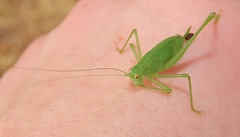 Phaneroptera