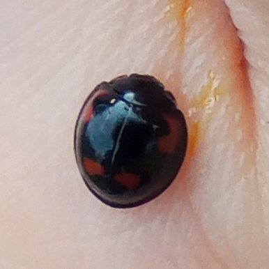 Pine Ladybird