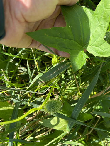 prickly cucumber