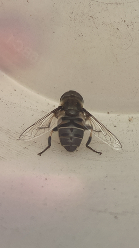 Black-shouldered Drone Fly