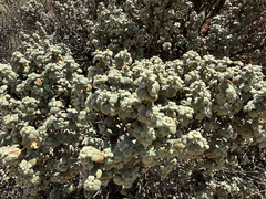 Shepherdia rotundifolia