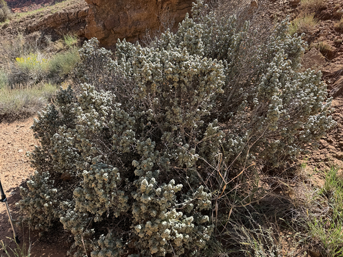 Shepherdia rotundifolia, photograph 2