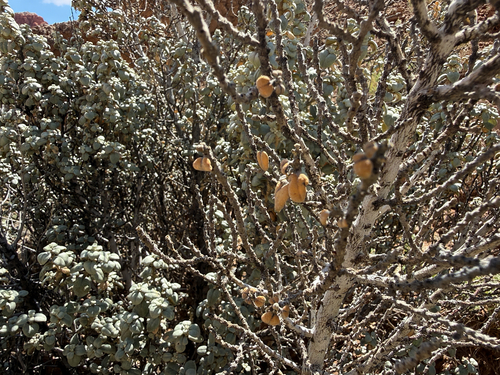 Shepherdia rotundifolia, photograph 1