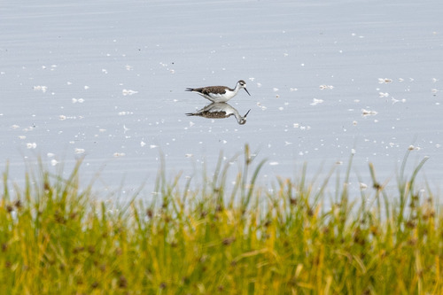 Black-necked Stilt